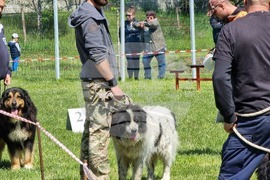 Ямбол - каракачански кучета - 41-ва национална киноложка изложба