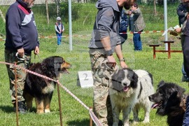 Ямбол - каракачански кучета - 41-ва национална киноложка изложба