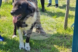 Ямбол - каракачански кучета - 41-ва национална киноложка изложба