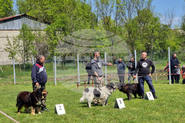Ямбол - каракачански кучета - 41-ва национална киноложка изложба