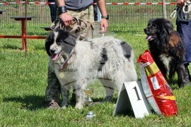 Ямбол - каракачански кучета - 41-ва национална киноложка изложба