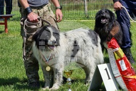 Ямбол - каракачански кучета - 41-ва национална киноложка изложба