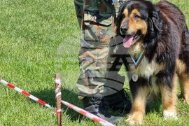 Ямбол - каракачански кучета - 41-ва национална киноложка изложба