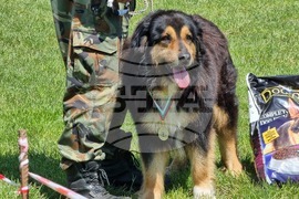 Ямбол - каракачански кучета - 41-ва национална киноложка изложба