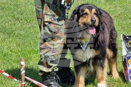 Ямбол - каракачански кучета - 41-ва национална киноложка изложба