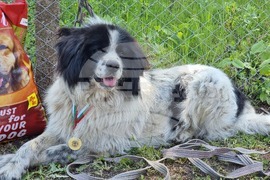 Ямбол - каракачански кучета - 41-ва национална киноложка изложба