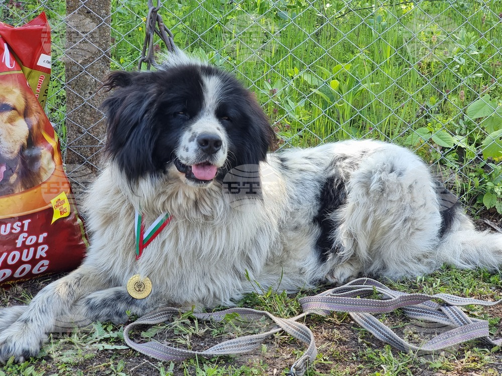 Ямбол - каракачански кучета - 41-ва национална киноложка изложба