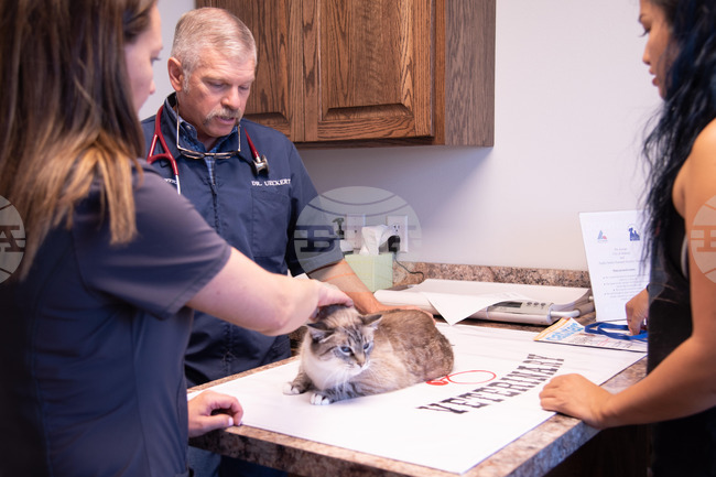 Screwworm Pets What to Know