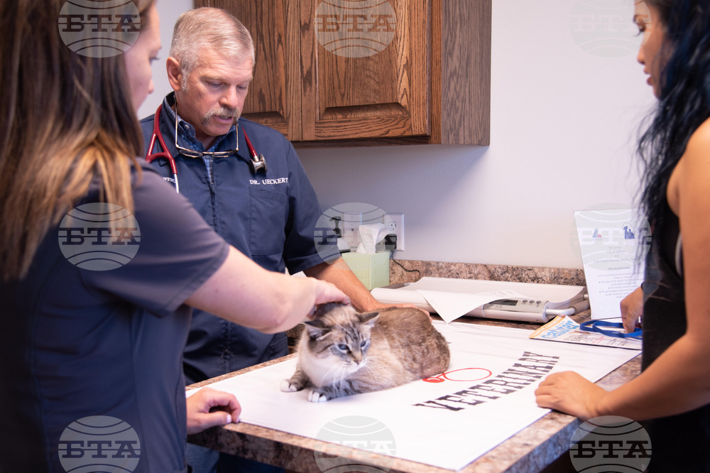 Screwworm Pets What to Know