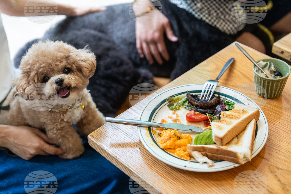 Hong Kong Dogs In Restaurants