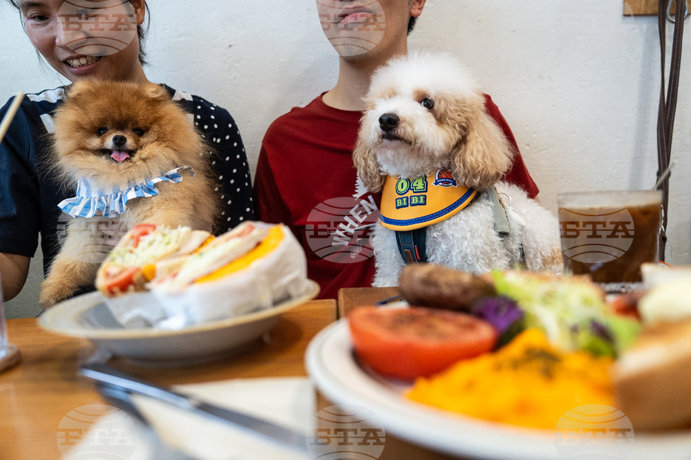 Hong Kong Dogs In Restaurants