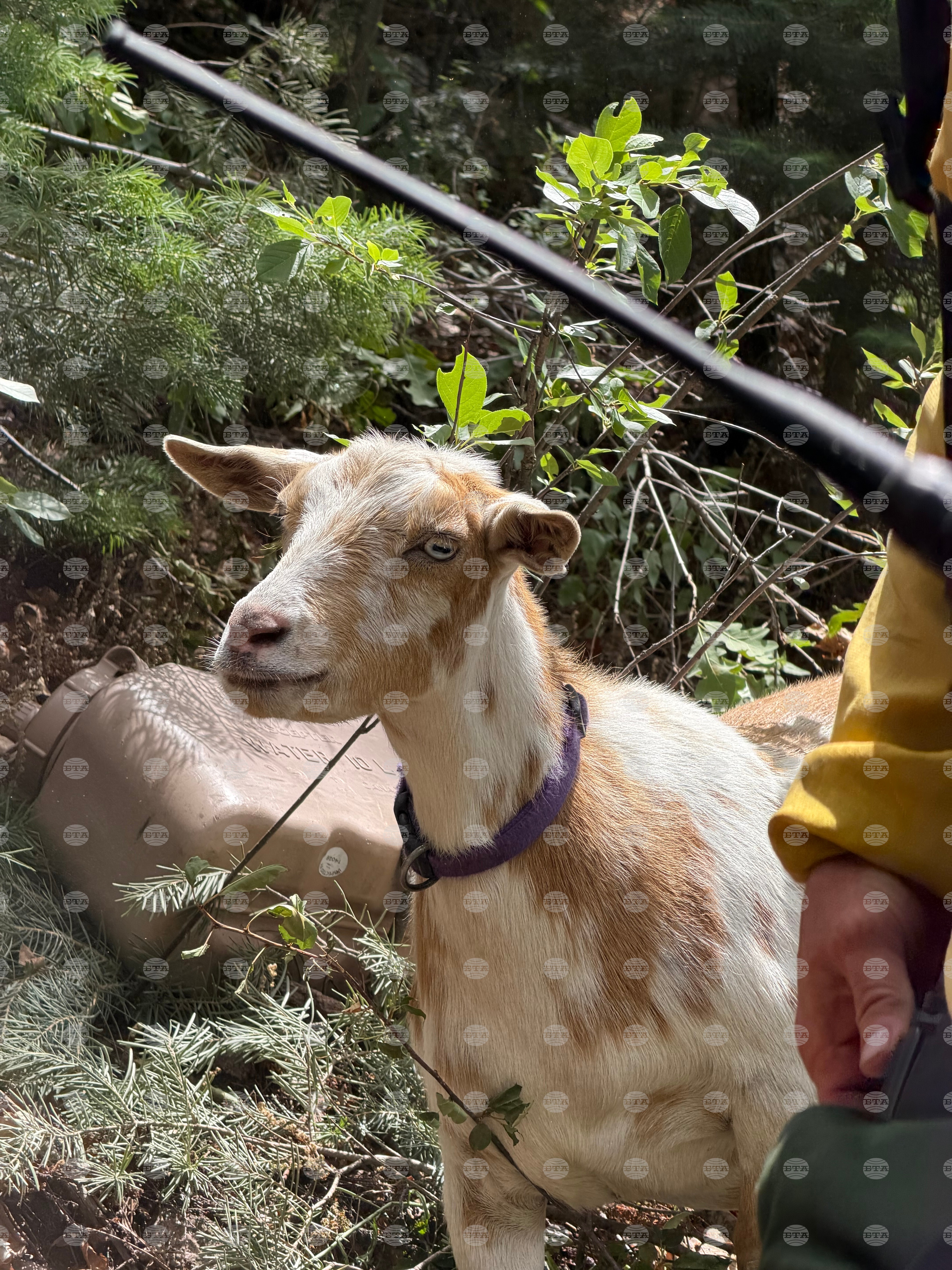 Wildfire Goat