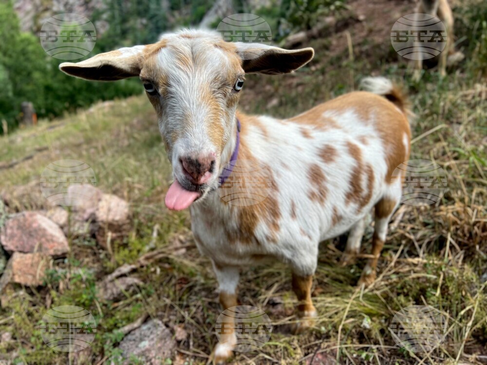 Wildfire Goat