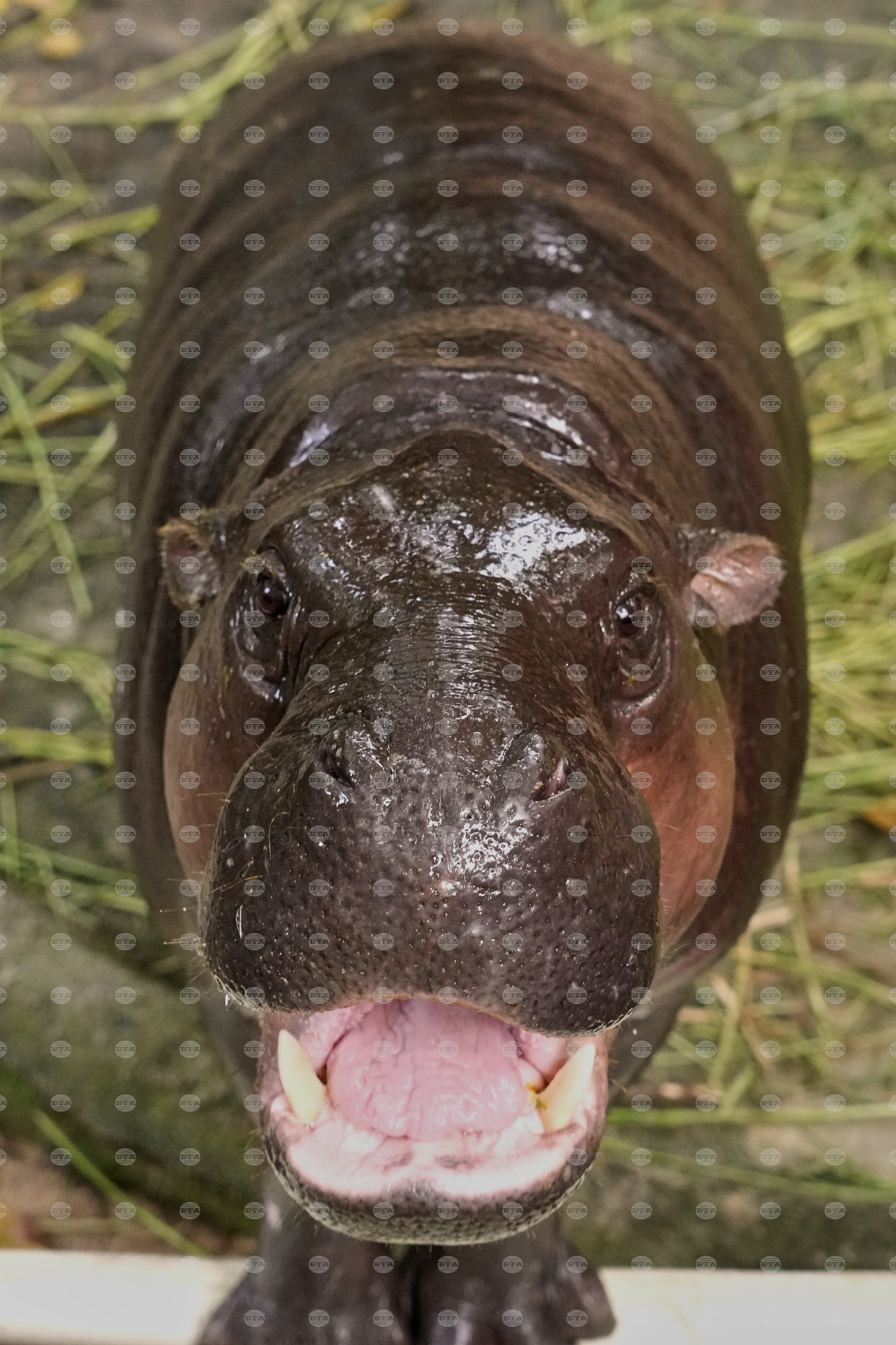 Thailand Hippo Moo Deng