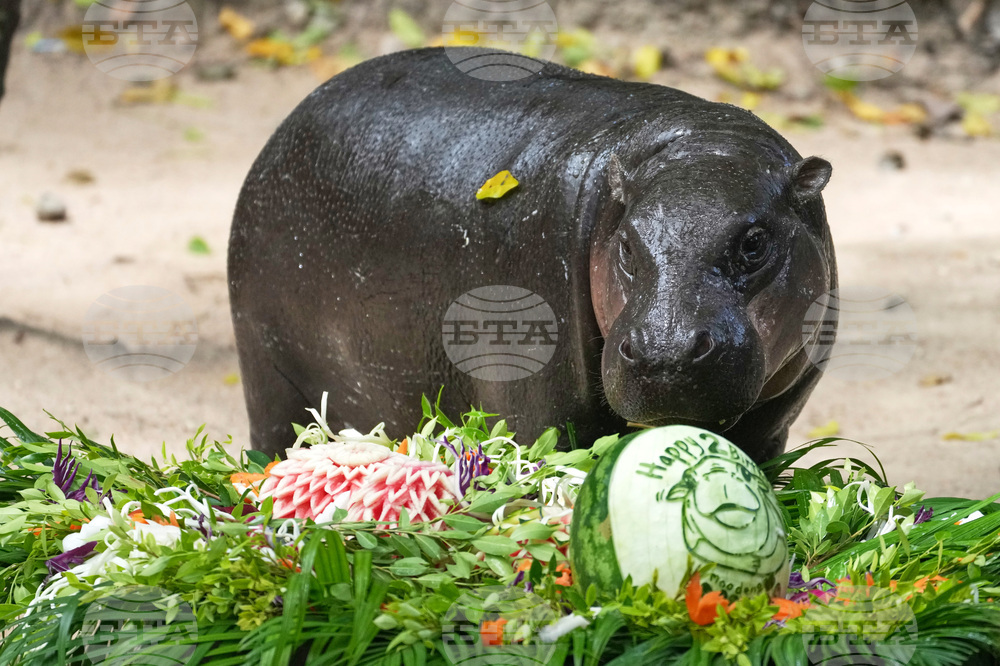 Thailand Hippo Moo Deng