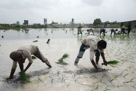 India Monsoon Agriculture