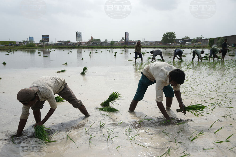 India Monsoon Agriculture