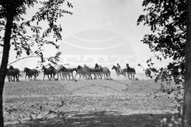 Световен ден на коня