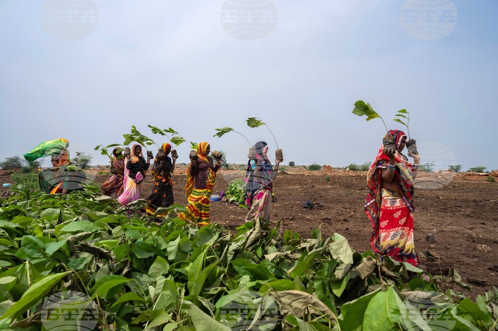 India Planting Trees