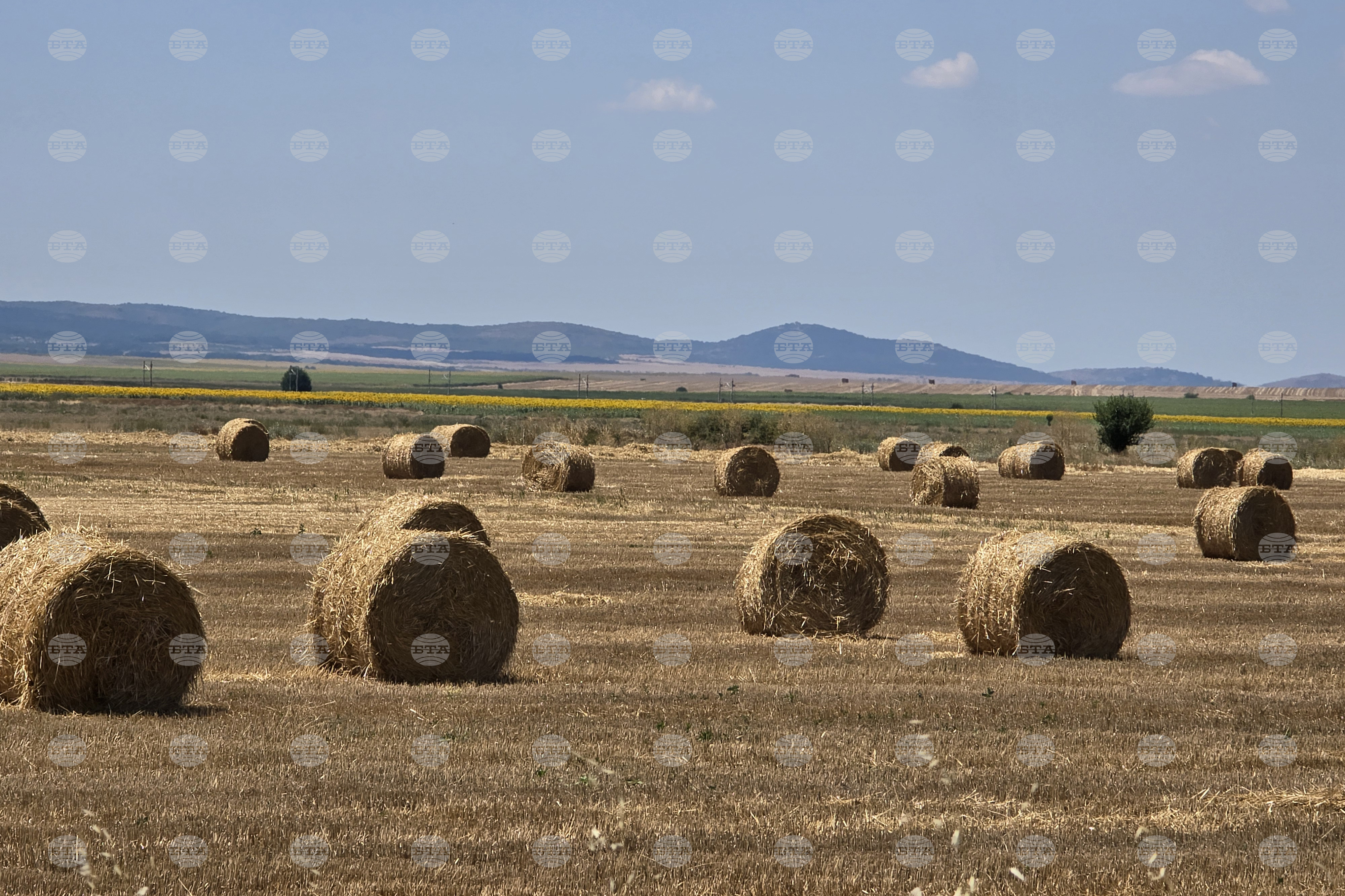 Enterprise Tech Shift: Wheat Prices Remain under Pressure amid Intensified Diplomatic Efforts to Restore Black Sea Shipping and the Scaling Frontier