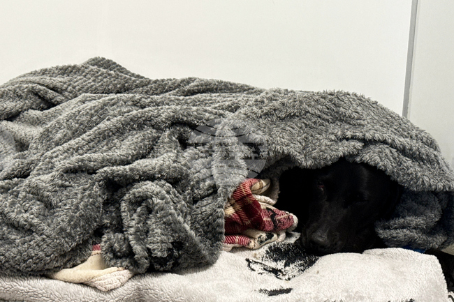 Britain Cannabis Canine Rescue