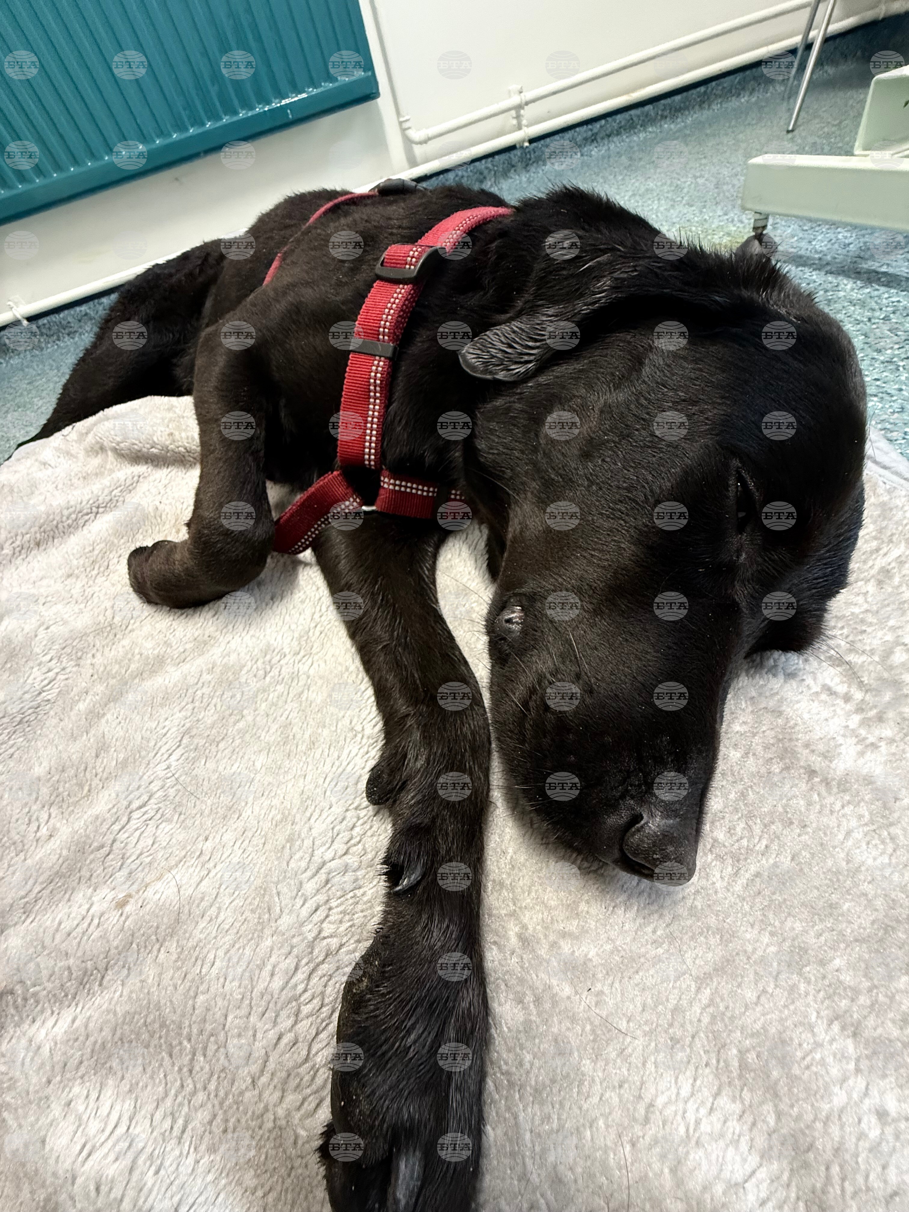 Britain Cannabis Canine Rescue