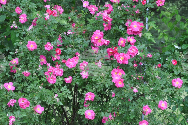 Gardening Rose Spots
