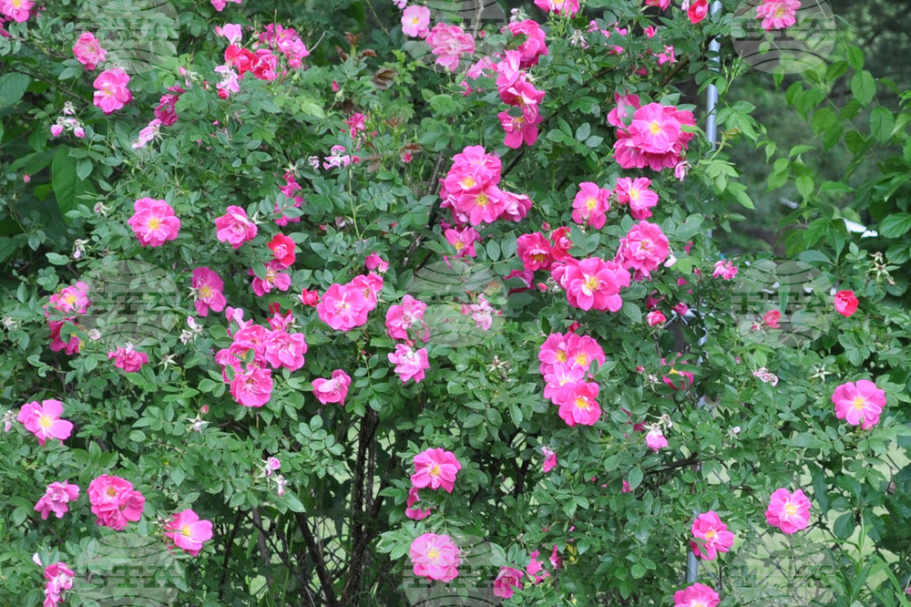 Gardening Rose Spots