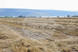 Село Тополи - жътва - пшеница