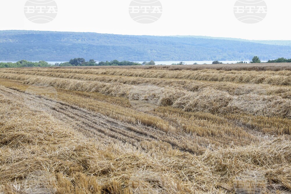 Село Тополи - жътва - пшеница
