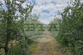 Сливен - овощки - беритба