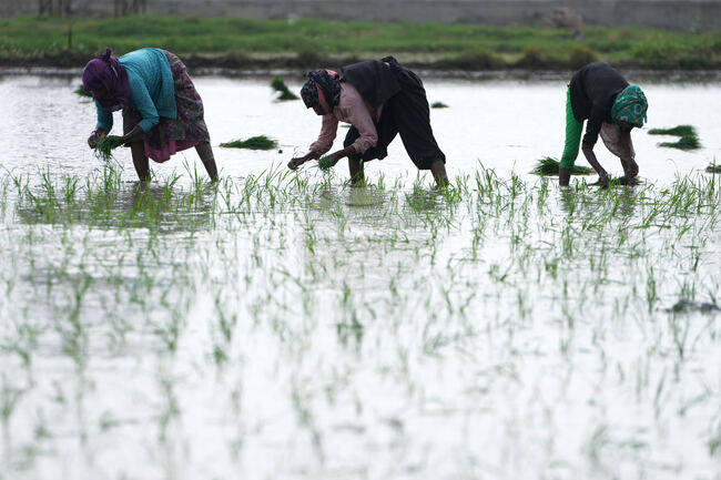 India Monsoon Agriculture