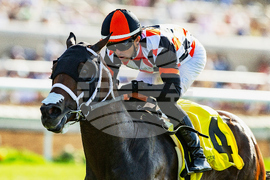 Del Mar Horse Racing
