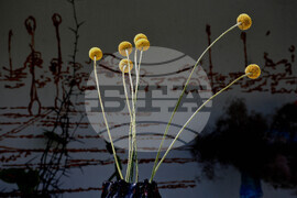 Бургас - национална изложба на цветя - демонстрации на икебана