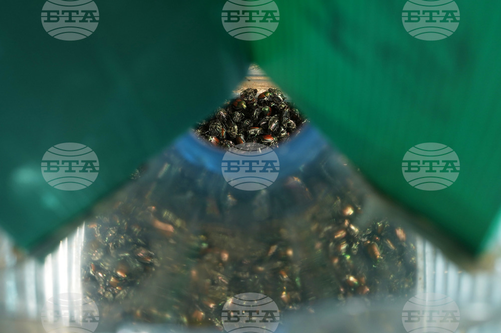 Italy Vineyards Japanese Beetles