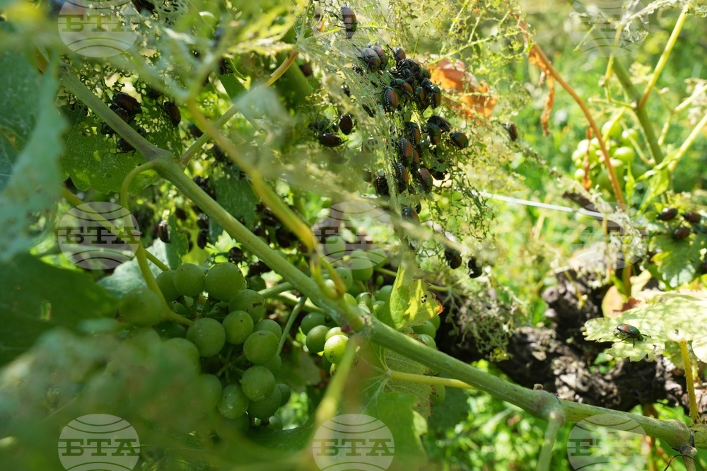 Italy Vineyards Japanese Beetles