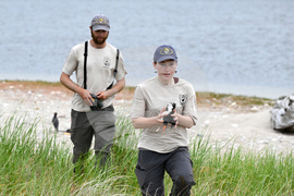 Climate Shorebird Revival