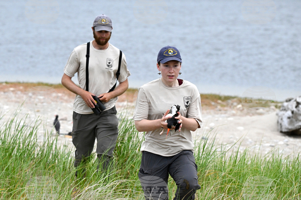 Climate Shorebird Revival