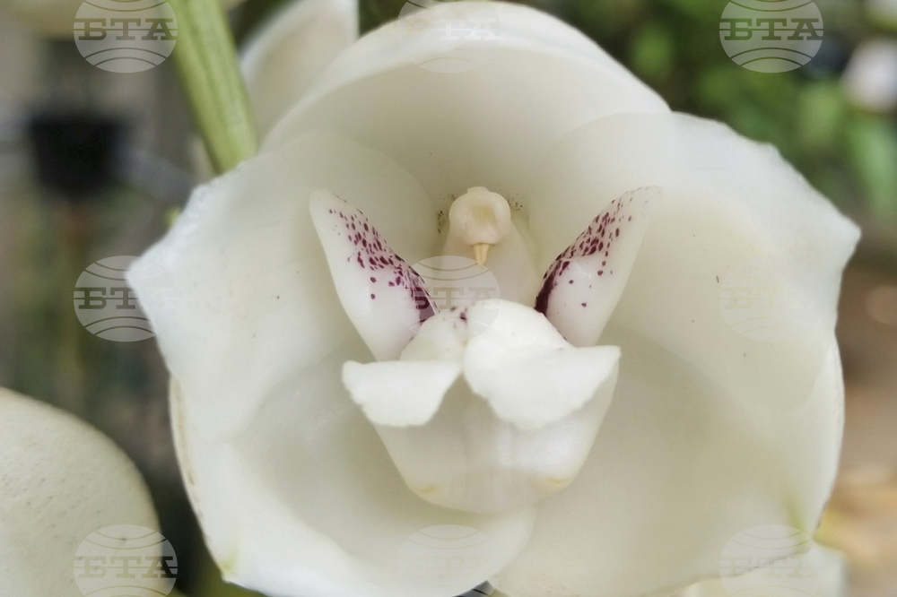 Gardening-Unusual Orchids