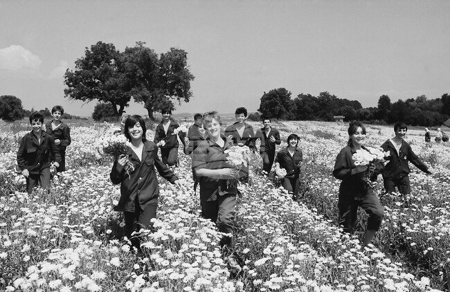 Бригадирско лято - 1986 година