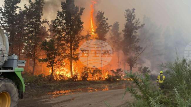 Forest Fires Set New Records Across Four Continents, Bulgaria Among Most Affected EU Countries, Woodworking Chamber Says