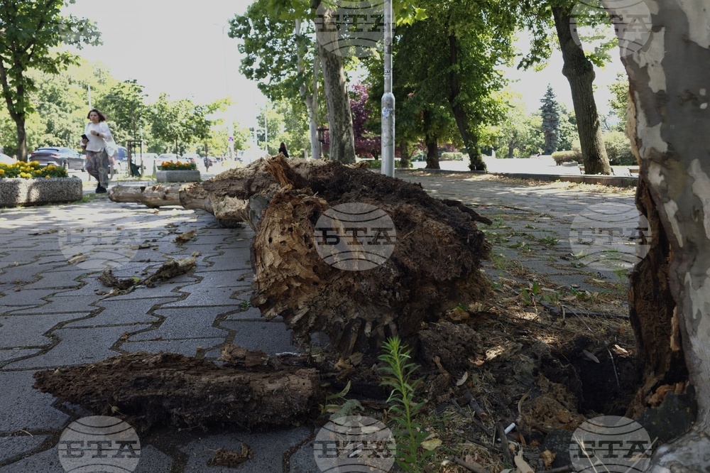 Столица - изгнило дърво