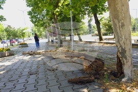 Столица - изгнило дърво