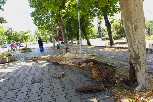 Столица - изгнило дърво