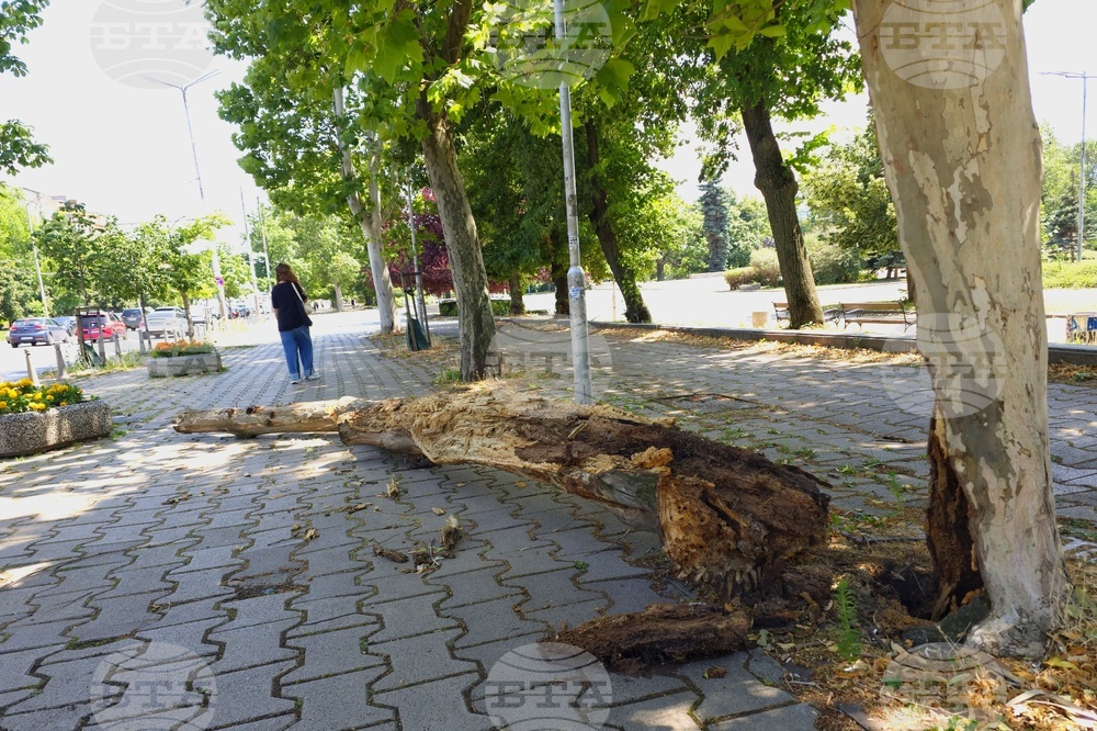 Столица - изгнило дърво