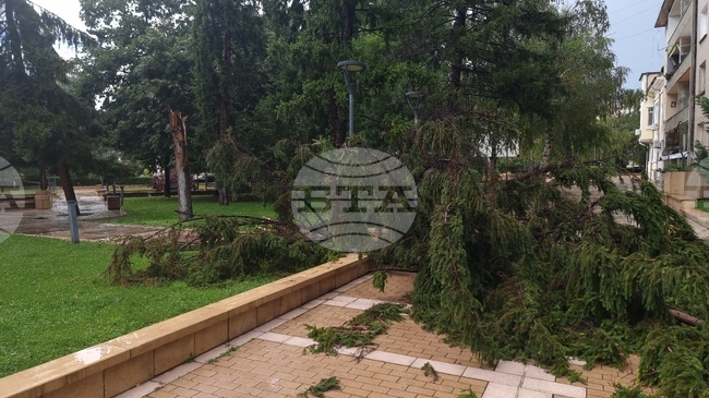 Изпочупени дървета и клони, наводнени улици и приземни етажи са последствията от буря, преминала през Ямбол