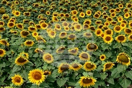 Село Мировяне - слънчогледови ниви