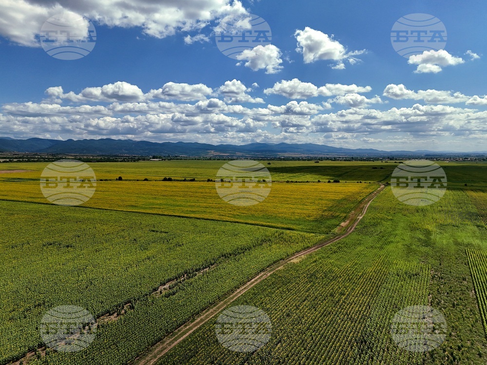 Село Мировяне - слънчогледови ниви