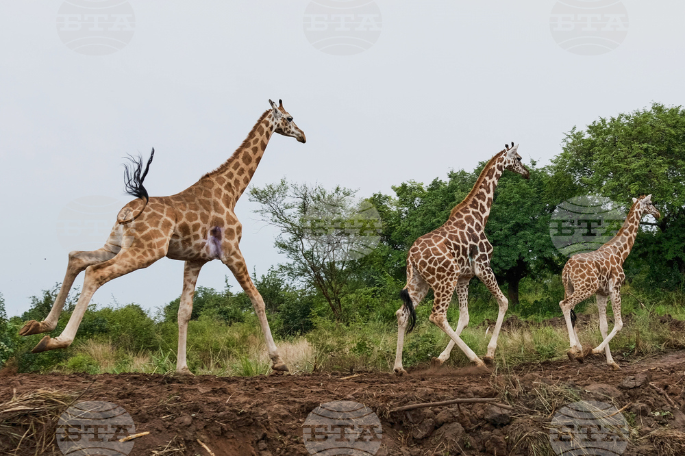 Uganda Giraffe Translocation