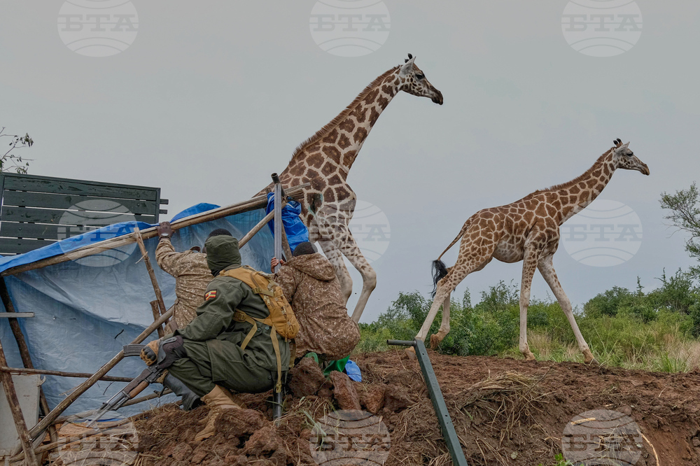 Uganda Giraffe Translocation